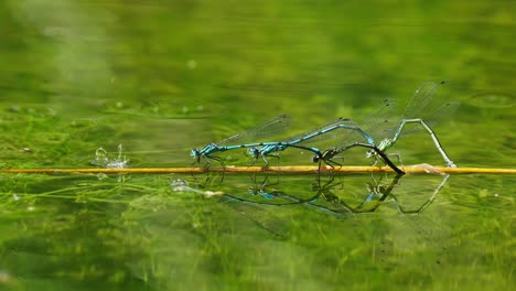 cuatro libélulas sentadas en una ramita en el agua, super simetría mosca dragón azul