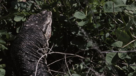 asian water monitor basking in the forest