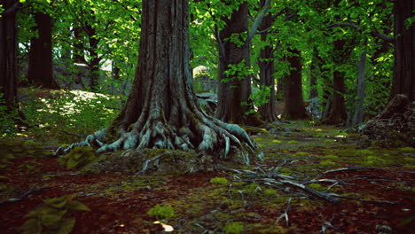 roots intertwine with earth in a lush green forest during daylight hours