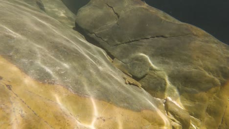 An-underwater-shot-of-a-frog-swimming-across-the-surface-of-a-rock,-an-example-of-the-amphibian-ecosystem-which-lives-in-the-pool-at-the-Great-Waterfall-in-De-Rust,-Western-Cape,-South-Africa