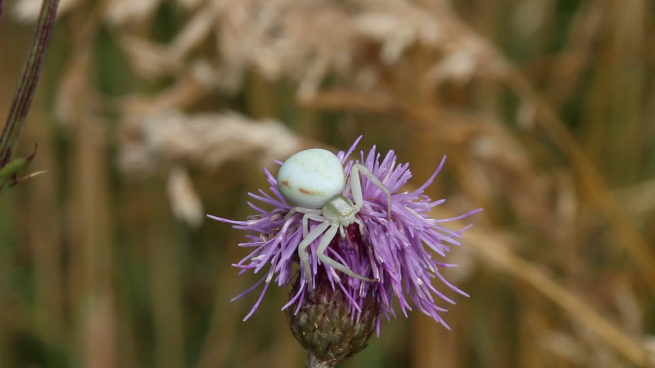 A Flower Crab Spider, Misumena vatia, laying in wait on a Thistle flower