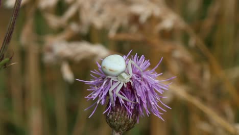 una araña cangrejo floral, misumena vatia, acechando en una flor de cardo