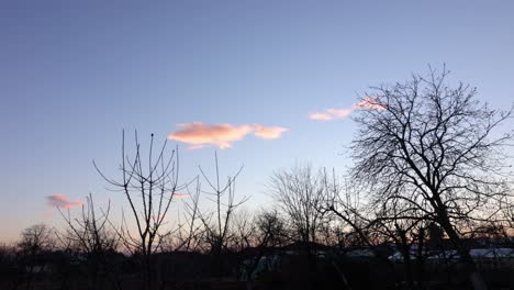 silhouetted trees with leafless branches during sunset. timelapse