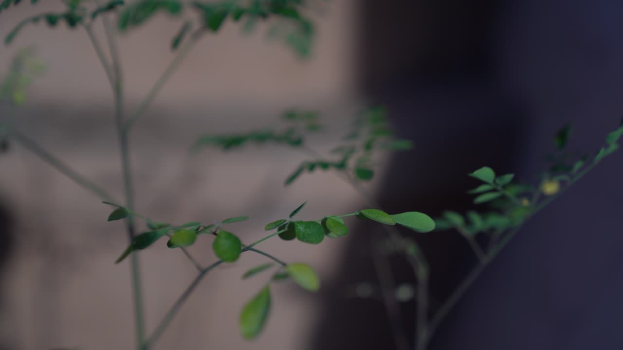 소노란 사막에서 찍은 모링가 식물의 정적 샷을 닫습니다