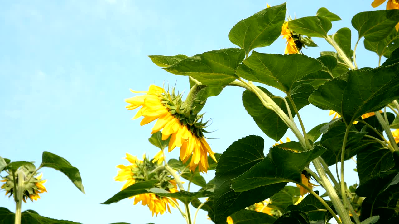 밝은 빛의 여름날에 꽃이 피는 해바라기 들판과 밝은 뒷빛의 태양.