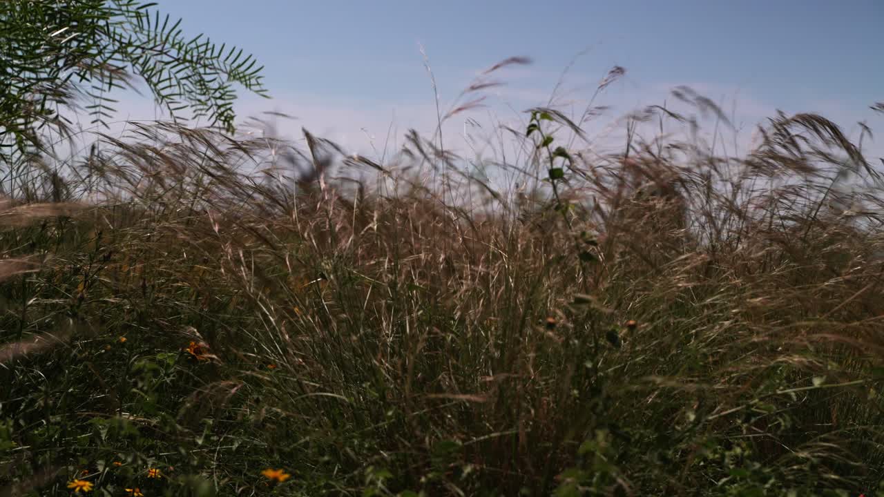 Vegetation blowing in the wind on a sunny day
