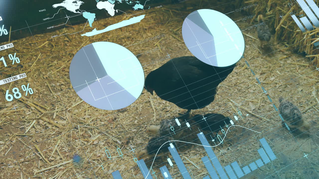 Data visualization overlay animation on chicken walking on straw in barnyard