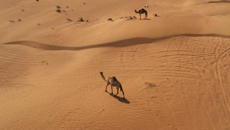camels in the desert