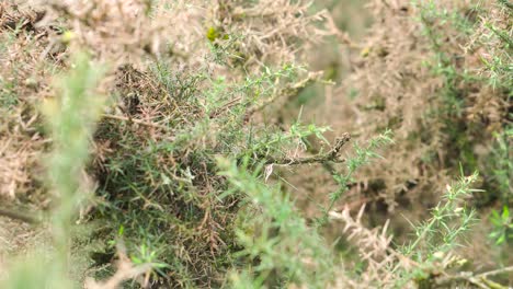 un primer plano de cardos afilados en plantas en el viento