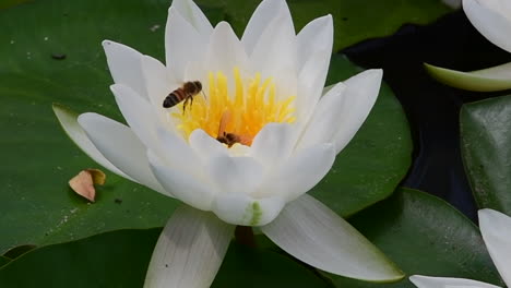 bees fly in white flower on a lily pad