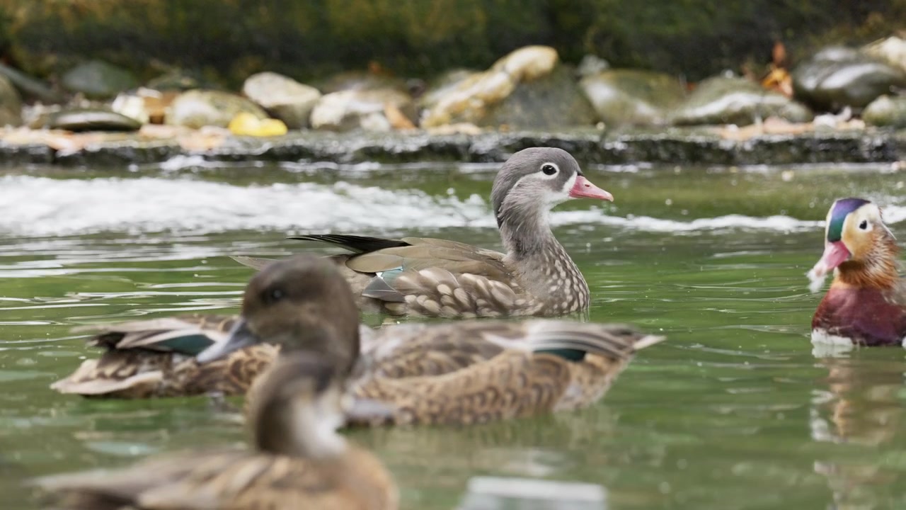 Gruppo di anatre mandarine e uccelli acquatici che nuotano insieme in un ruscello calmo, mettendo in mostra la bellezza naturale e il comportamento pacifico della fauna selvatica.