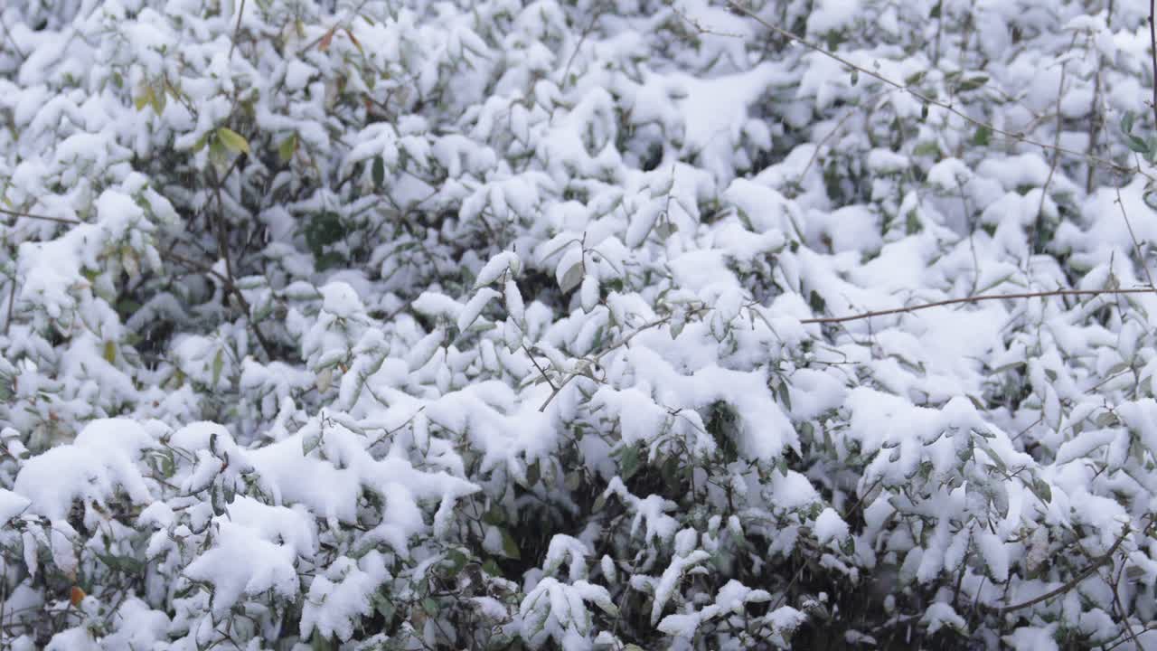Wide shot of a snow covered bush in Atlanta, Georgia on January 10th, 2025.