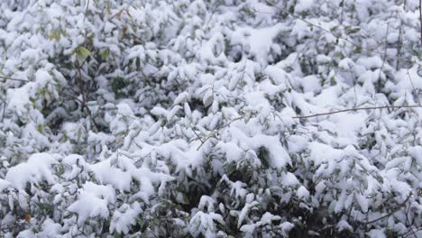 wide shot of a snow covered bush in atlanta, georgia on january 10th, 2025.