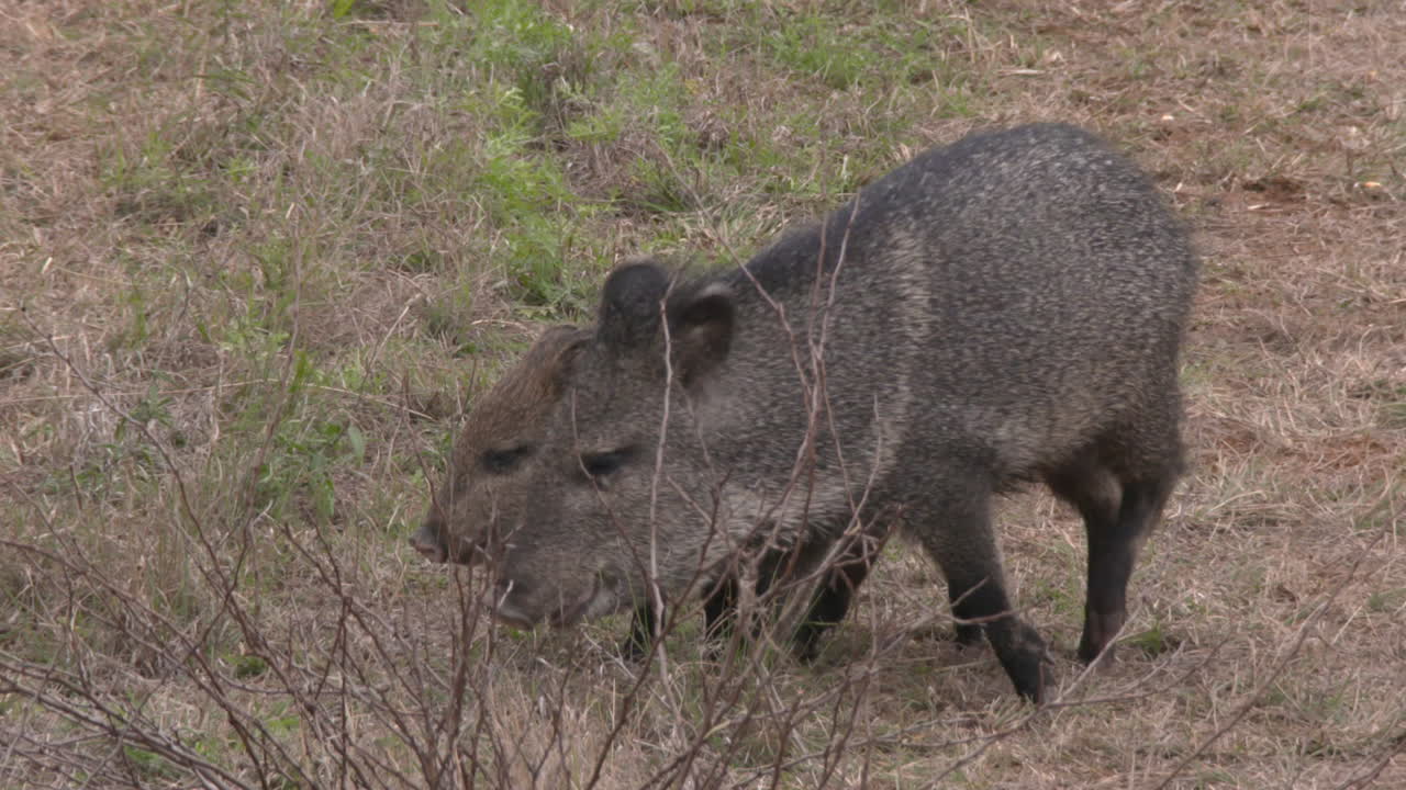 Collared Peccaries in the Wild
