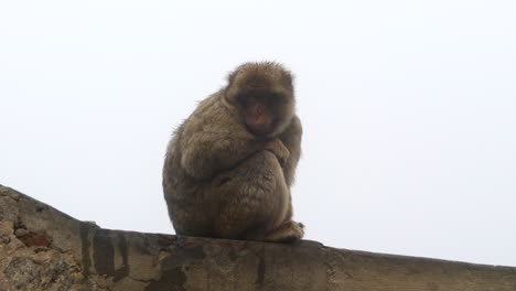 gibraltar barbary macaque sitting on wall, grey misty sky background