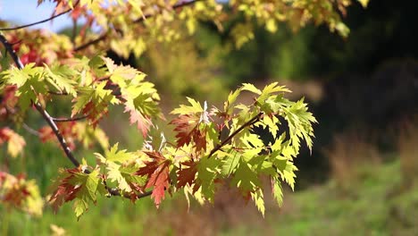 red and orange fall leaves blowing in the wind 20 second video