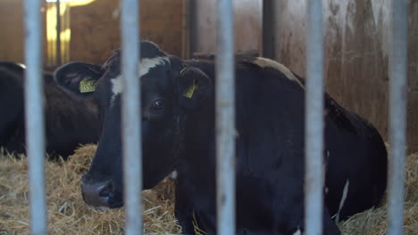 Dairy-Industry---Cow-Milking-Facility