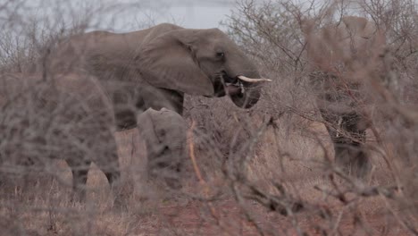 Elefante-Con-Ternero-Pastan-En-Arbusto-Africano