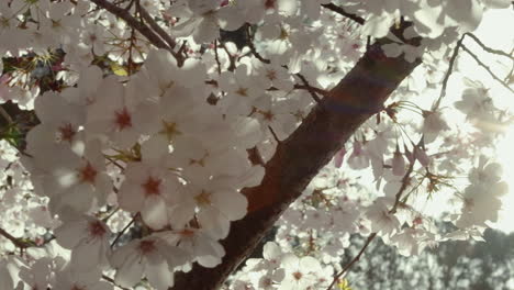 Zeitlupennahaufnahme-Von-Kirschzweigen-In-Voller-Blüte