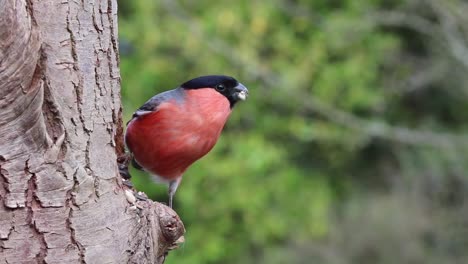 Pájaro-Bullfinch,-Comiendo-Semillas-Del-árbol-En-El-Bosque,-Ejemplo-Masculino-Euroasiático