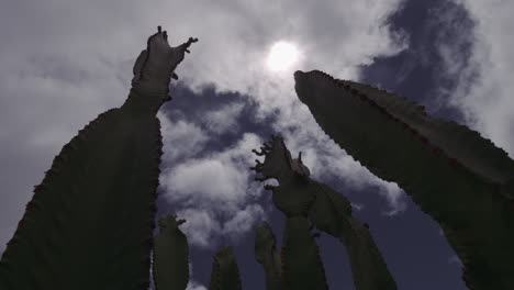 timelapse of skyscape over the cactuses