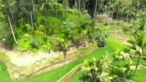 Aerial-shot-Of-Tegallalang-Rice-Terraces-and-lush-jungle-In-Gianyar,-Bali,-Indonesia