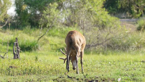 Grasender-Männlicher-Sumpfhirsch-In-Einem-Unberührten-Feuchtgebiet