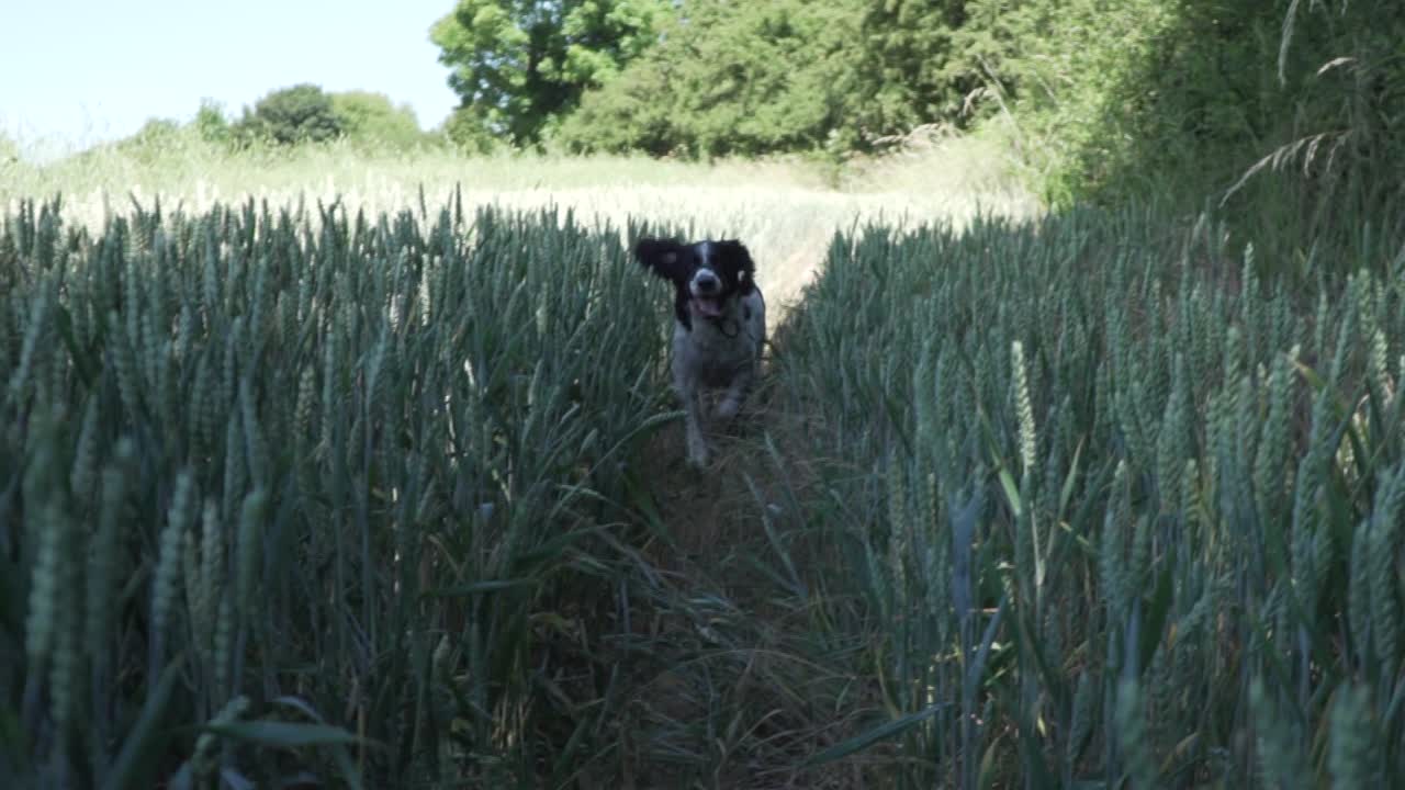 un springer spaniel corriendo por un campo de maíz en cámara lenta