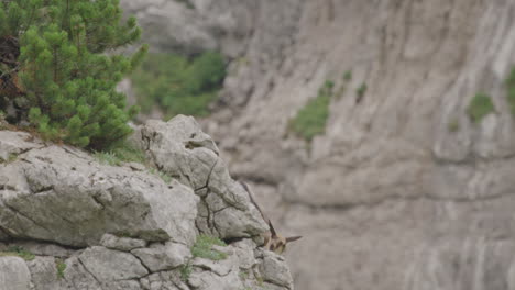 Close-up:-Chamois-Cubs-climbing-on-up-a-rock-high-up-in-the-mountains