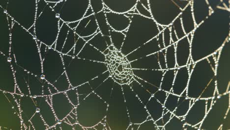 intricate spider web captured in glimmering morning dew, showcasing nature’s artistry in every delicate strand and raindrop reflection