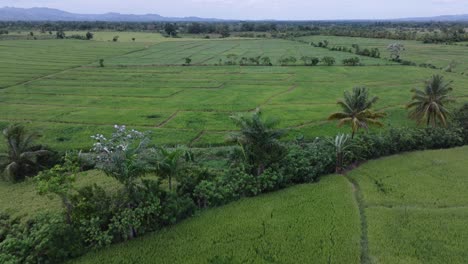 Avance-Aéreo-Sobre-Campos-De-Arroz-Verde-En-República-Dominicana