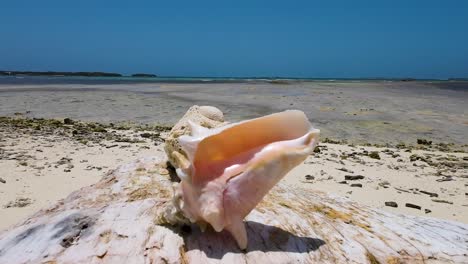 Queen-conch-shell-on-white-sands-and-crystal-waters-barely-touched-beach,-postcard-view-Los-Roques