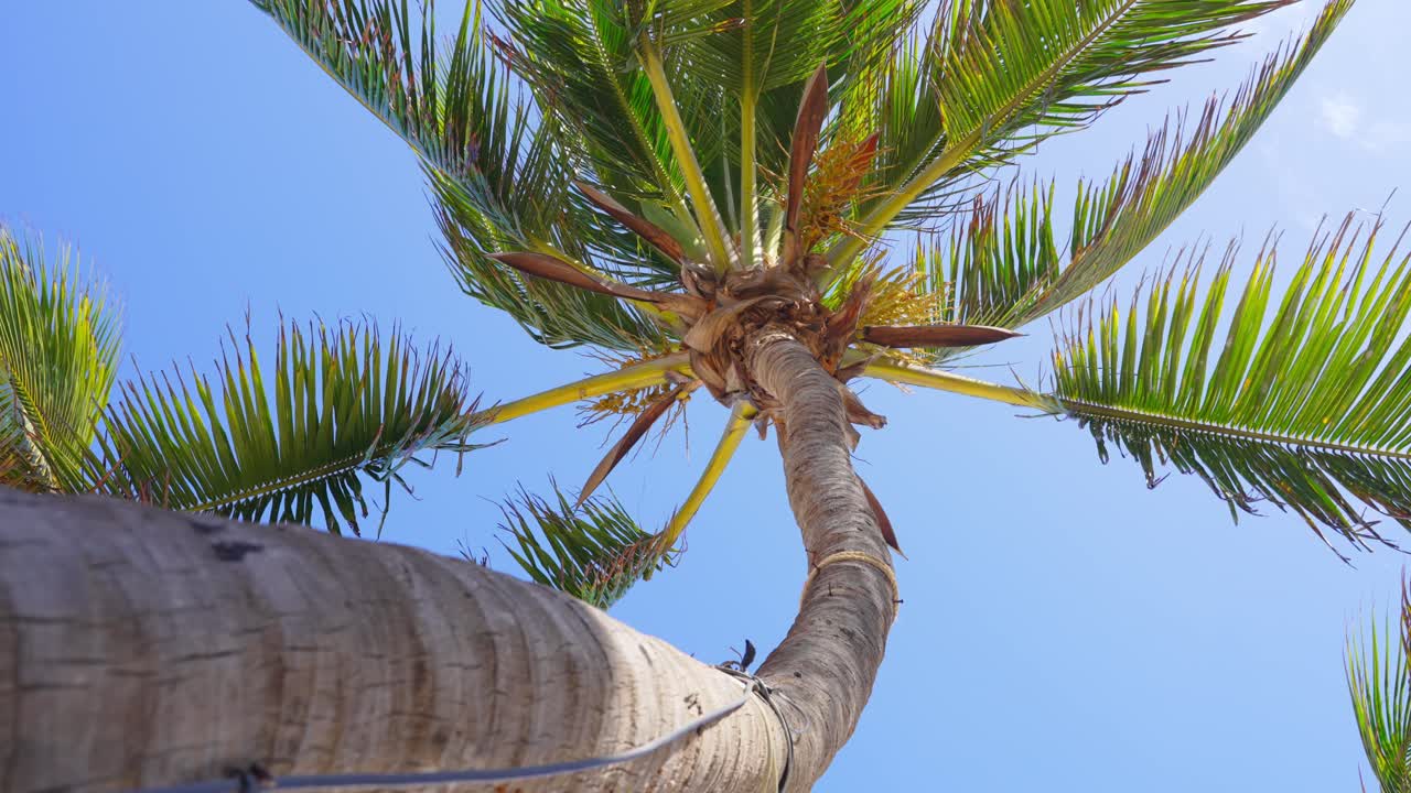 Coconut Palm Trees Bottom View. Green Palm Tree Blue Sky Background. Palm Tree Leaves Blowing In The Wind. Tropical Island Beach Trees. Low Angle Locked Shot High Quality Slow Movement.