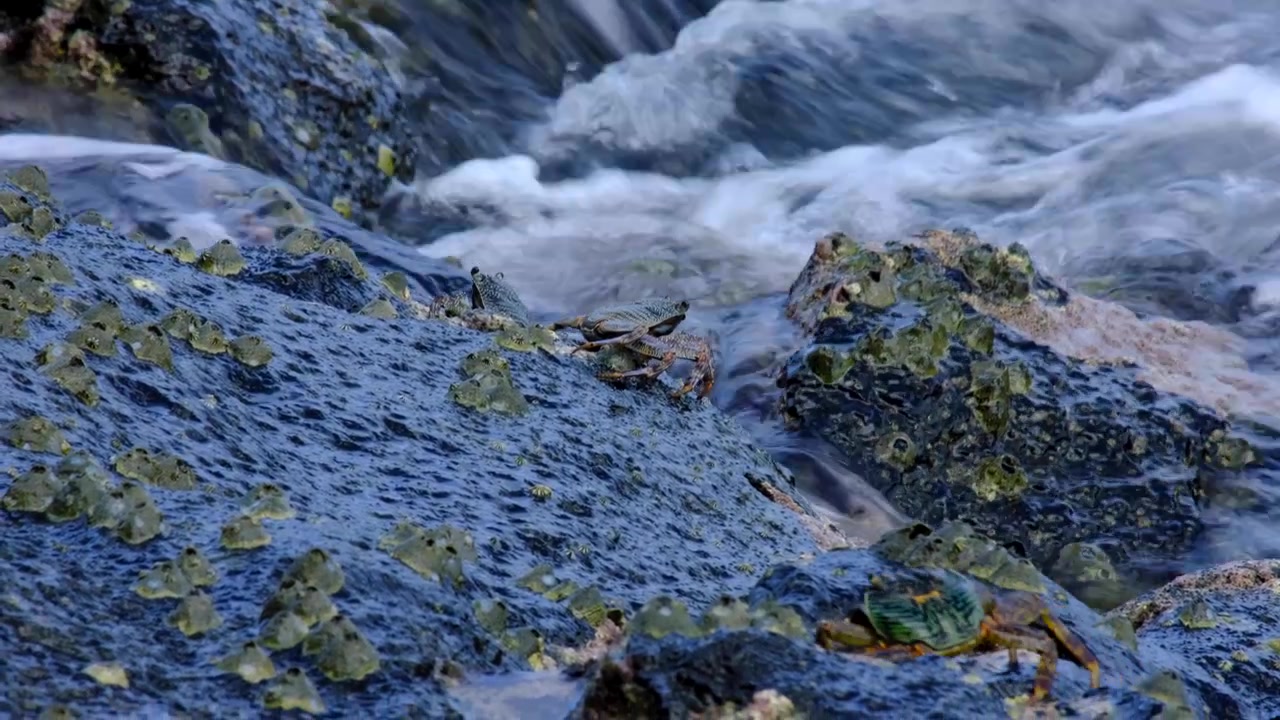 Granchi sulle rocce con le onde dell'oceano che si infrangono nelle Isole Yasawa, Fiji