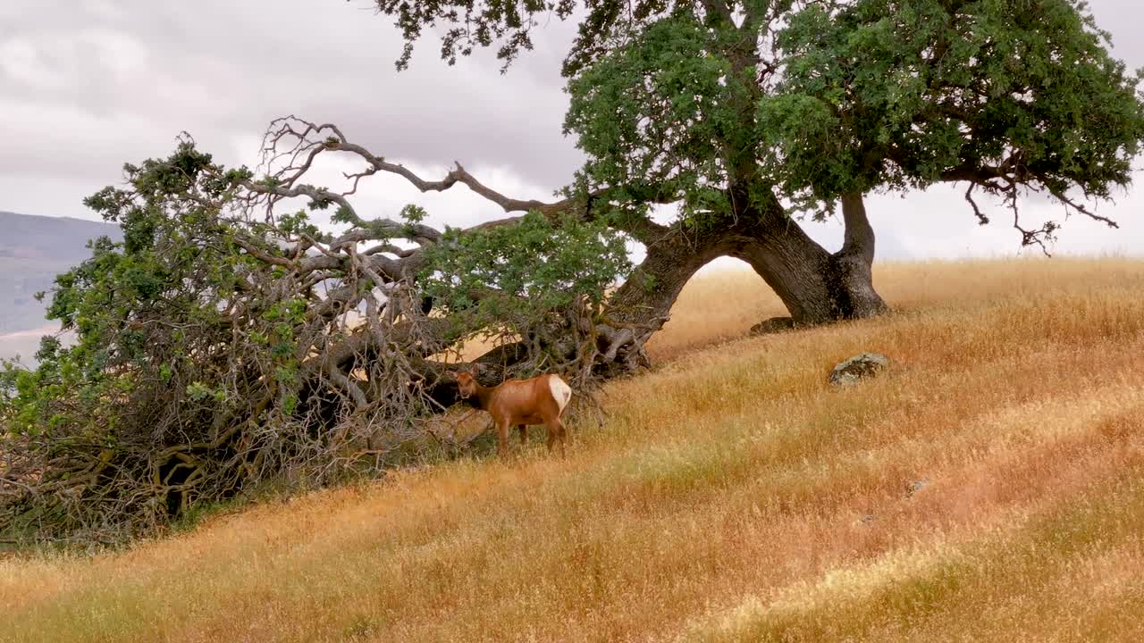 Static shot of a deer calmly grazing on a golden grass hillside beneath a sprawling oak tree near Don Pedro Lake in California. Soft daylight and muted sky create a peaceful California oak savanna