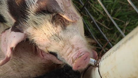 Cerdo-Bebiendo-Agua-Del-Dispositivo-De-Alimentación-De-Espiga-Cerda-Con-Manchas-Rosadas-Y-Negras