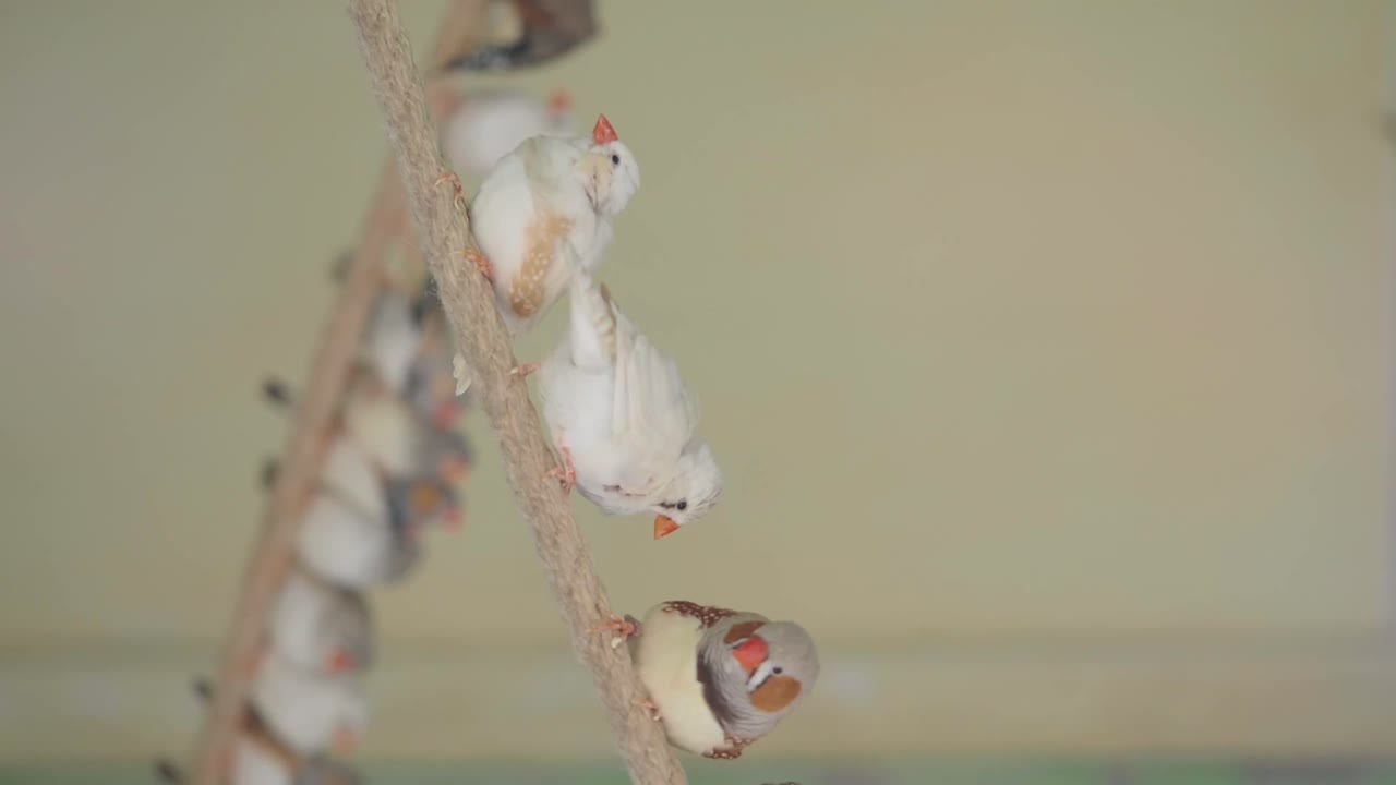 Zebra Finches Perched on a Rope