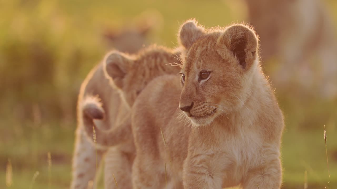 leeuwenjongens in afrika zonsondergang in serengeti national park, afrikaanse dieren in het wild van leeuwen en jonge baby jongen in tanzania, spelen vanuit een lage hoek opgenomen in het prachtige oranje gouden zonlicht in afrika op safari