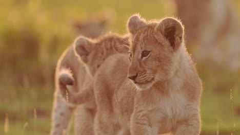 lion cubs in africa sunset in serengeti national park, african wildlife of lions and young baby cub in tanzania, playing from low angle shot in beautiful orange golden sunlight in africa on safari