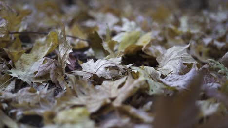 a nice cinematic shot of leaves on the ground.