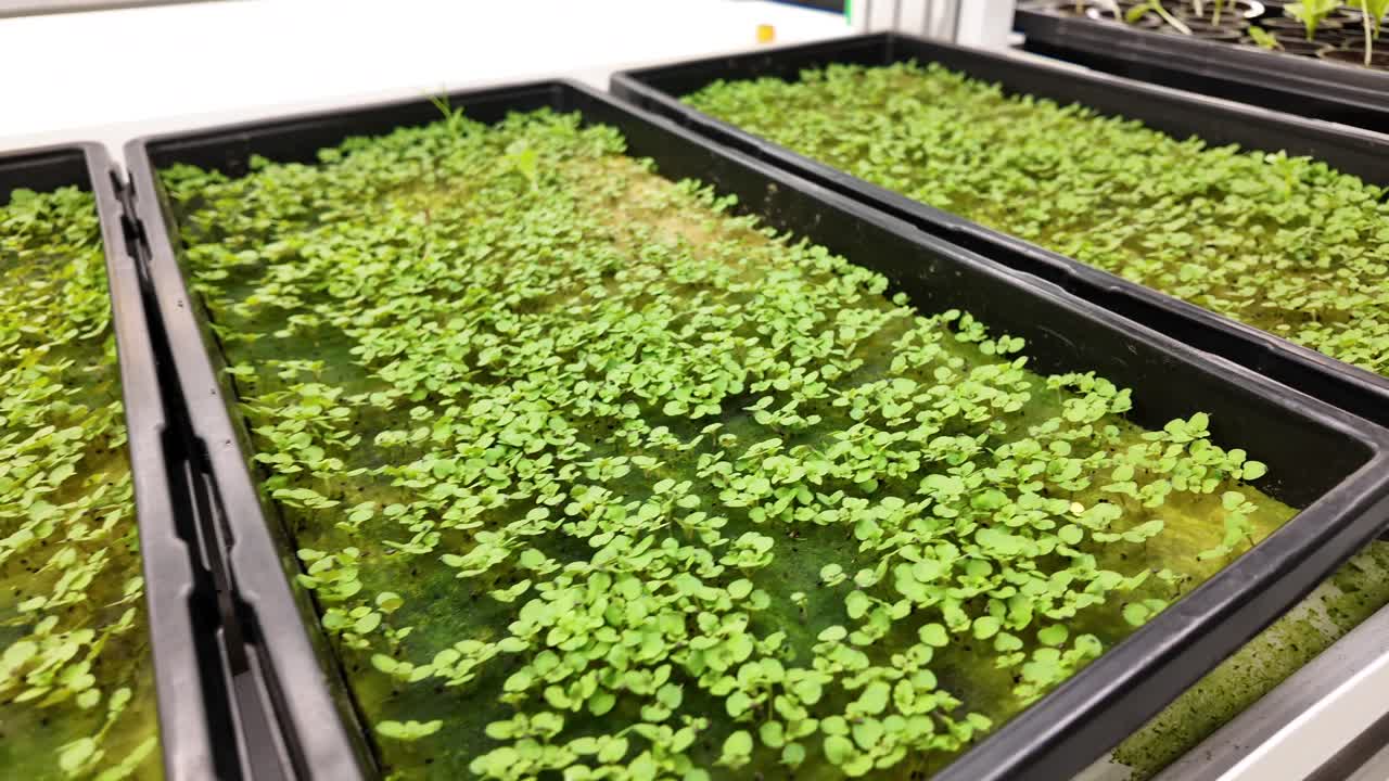 Green growth inside an eco-conscious indoor farm