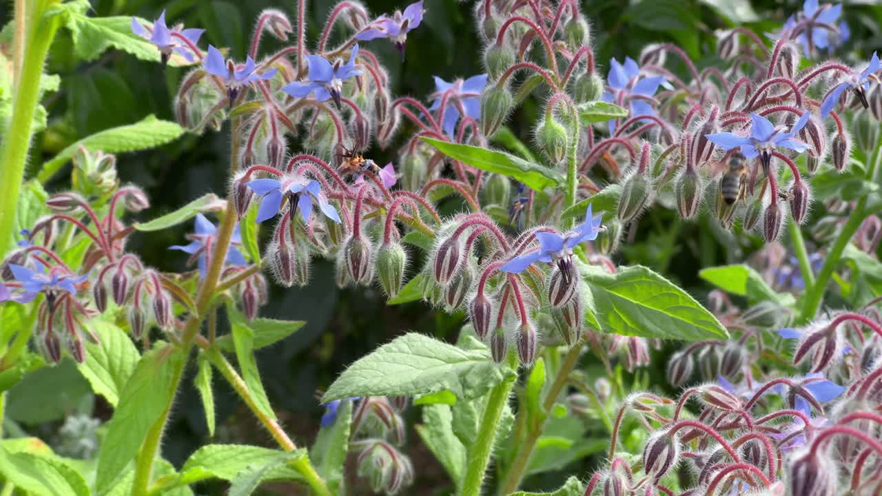 Borage Flowers and Bees