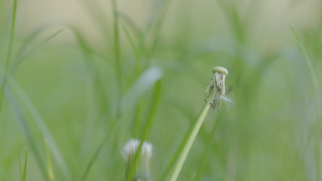 macro de cerca en un pedazo de residuo de diente de león en la hierba verde alrededor