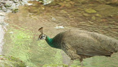 peahen bird walking near swamp during daytime