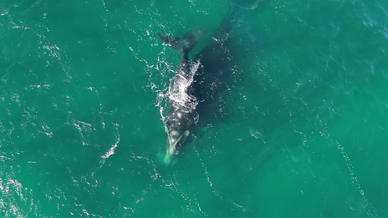 Southern Right Whale Swimming in Clear Patagonian Waters, Argentina. Wildlife Conservation