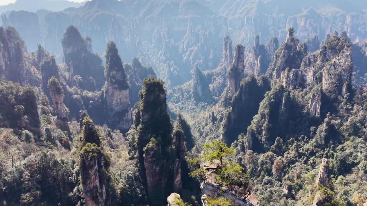 Foto aerea autunnale realizzata con drone di infiniti pilastri di arenaria con alberi dorati che scompaiono in valli nebbiose, Parco nazionale di Zhangjiajie, Montagna Tianzi, Cina