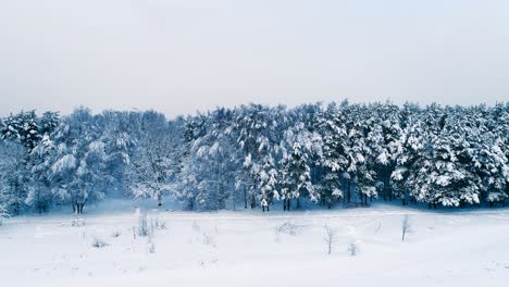 Ramas-Nevadas-En-El-Bosque.-Fondo-De-Hadas-De-Invierno