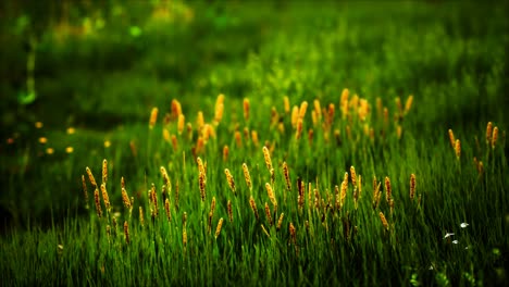 Campo-Con-Hierba-Verde-Y-Flores-Silvestres-Al-Atardecer