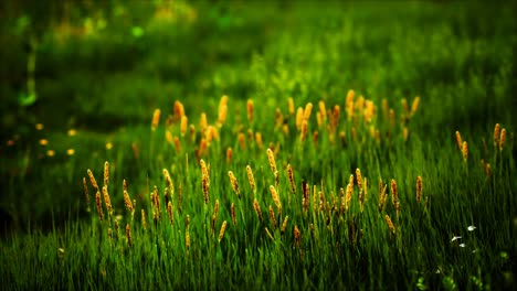 campo con hierba verde y flores silvestres al atardecer