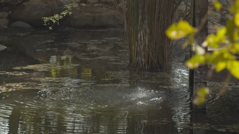 Water-trickling-and-splashing-into-a-pond-in-this-relaxing,-peaceful,-refreshing-setting-in-harmony-with-nature